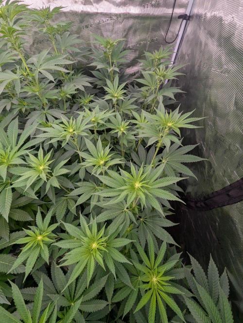The Keeper - Wizard Trees. Week 7