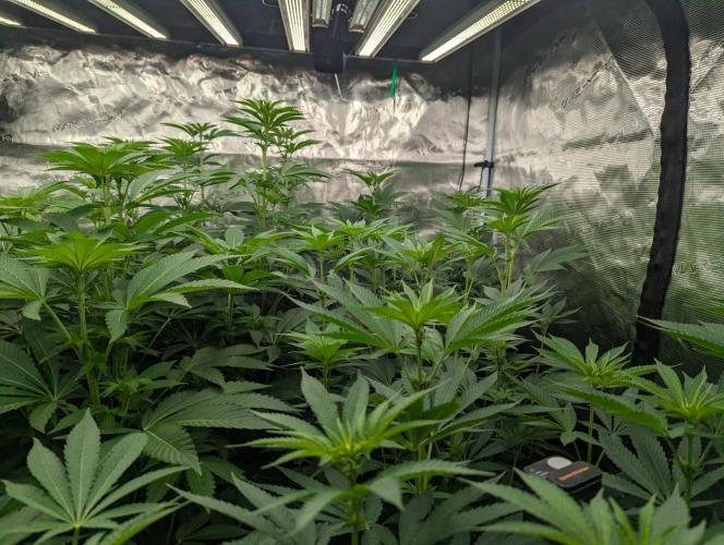 The Keeper - Wizard Trees. Week 7