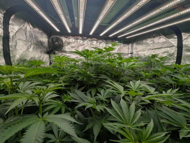 The Keeper - Wizard Trees. Week 7