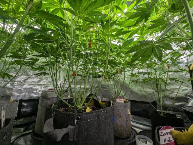 The Keeper - Wizard Trees. Week 7