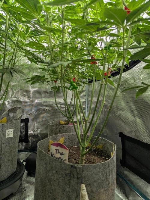 The Keeper - Wizard Trees. Week 7