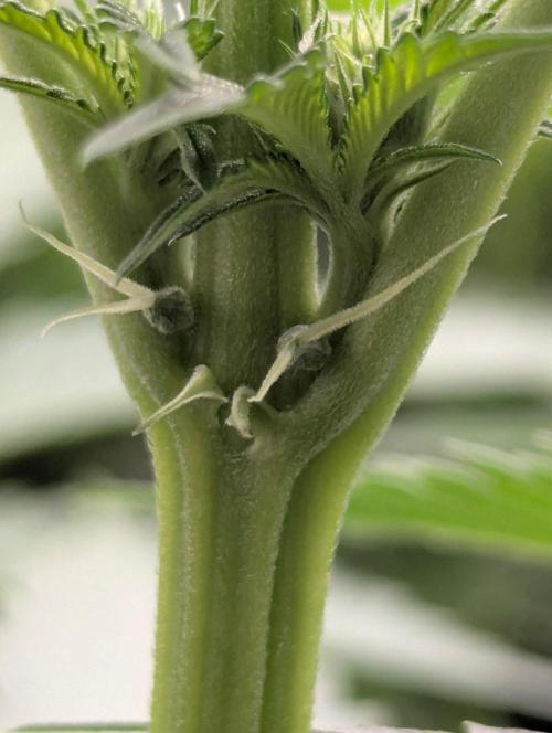 The Keeper - Wizard Trees. Week 7