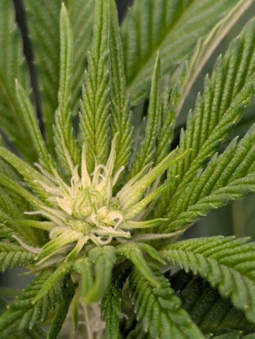 The Keeper - Wizard Trees. Week 7