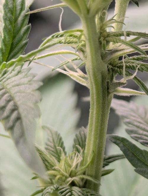 New Money - Compound Genetics. Week 7