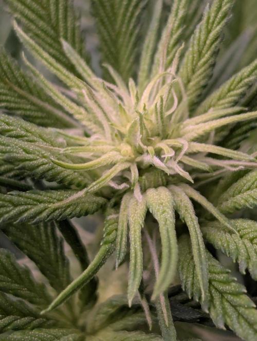 New Money - Compound Genetics. Week 7