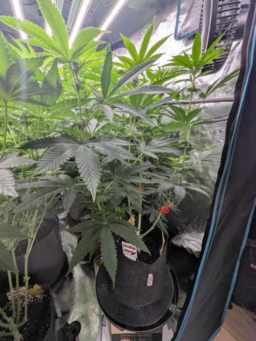 Studio Cherry - Wizard Trees. Week 7