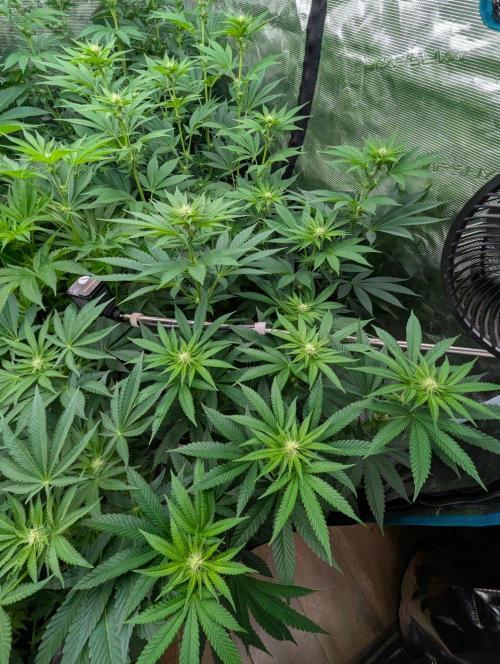 Studio Cherry - Wizard Trees. Week 7