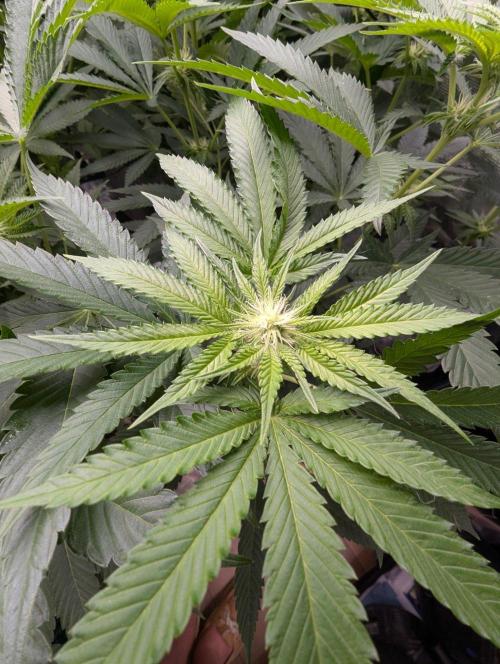 Studio Cherry - Wizard Trees. Week 7