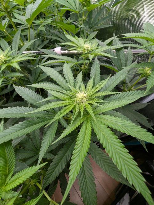 Studio Cherry - Wizard Trees. Week 7
