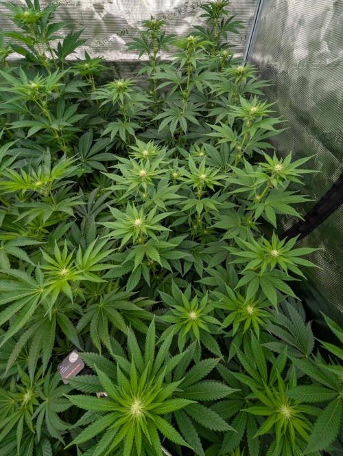 Studio Cherry - Wizard Trees. Week 7
