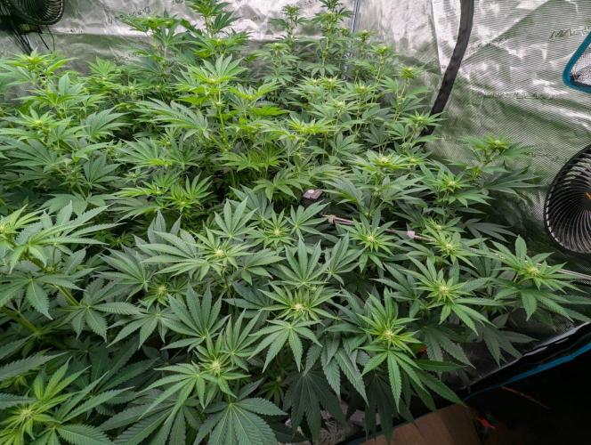 Studio Cherry - Wizard Trees. Week 7