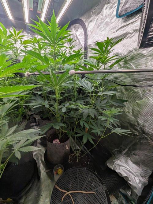 Shake Back - Compound Genetics. Week 7