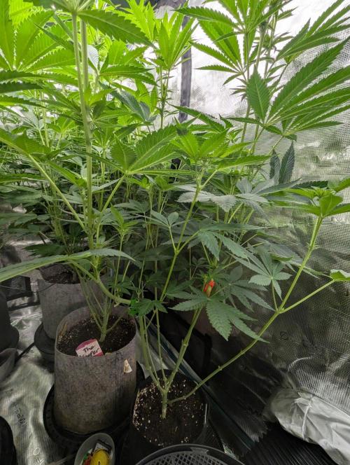 Shake Back - Compound Genetics. Week 7