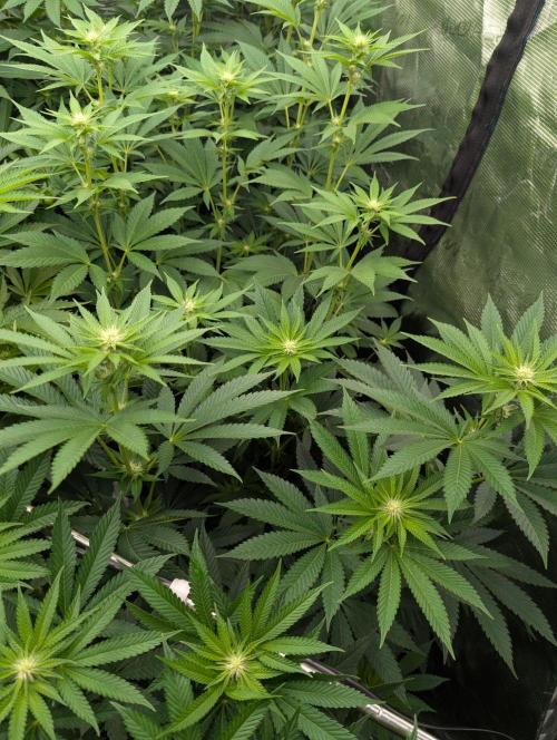 Shake Back - Compound Genetics. Week 7