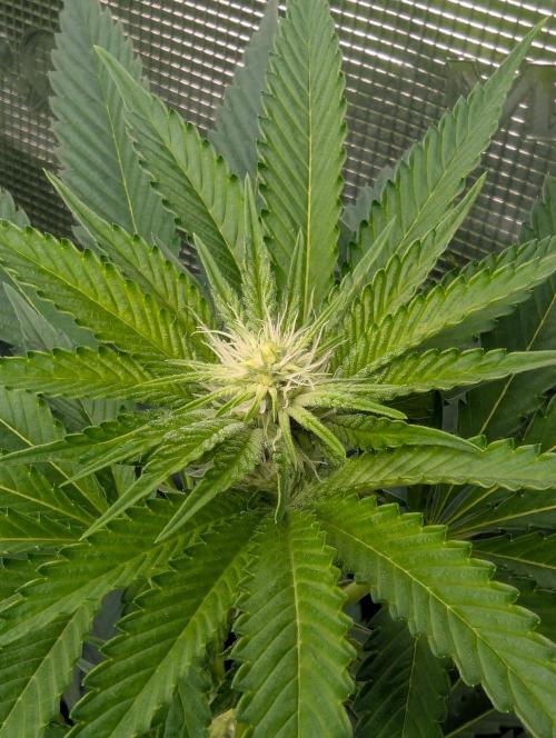 Shake Back - Compound Genetics. Week 7