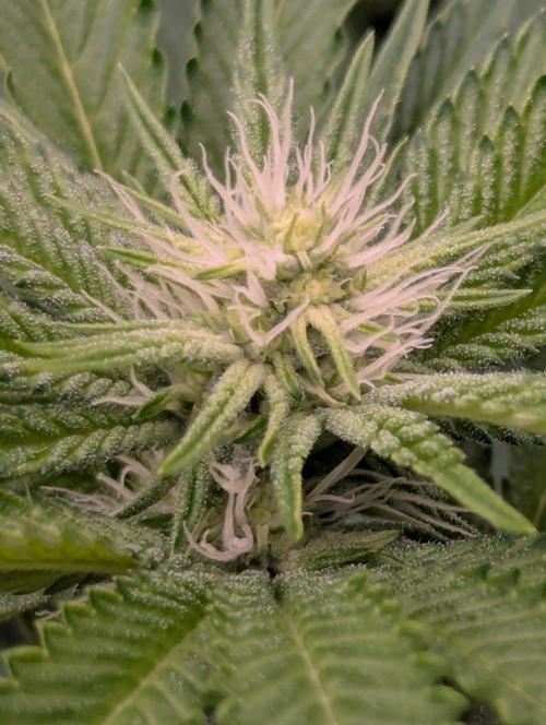 Shake Back - Compound Genetics. Week 7