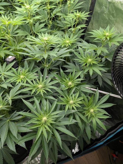 Shake Back - Compound Genetics. Week 7