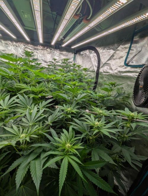 Shake Back - Compound Genetics. Week 7