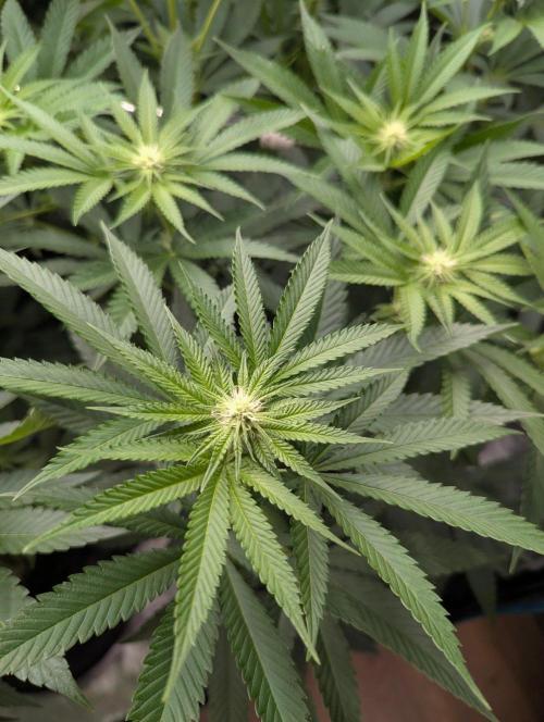 Shake Back - Compound Genetics. Week 7