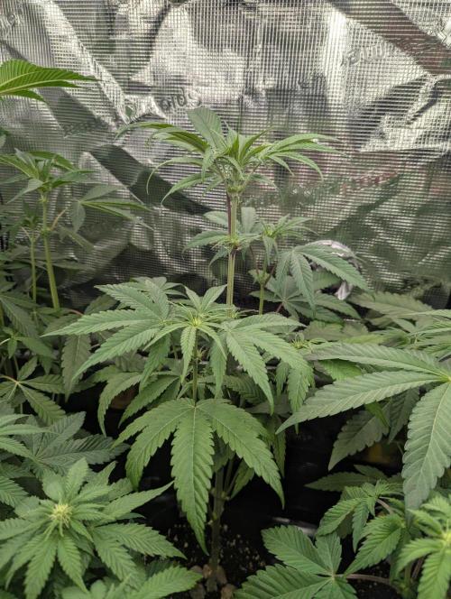 Bubblegum Gelato - Barney's Farm. Week 5