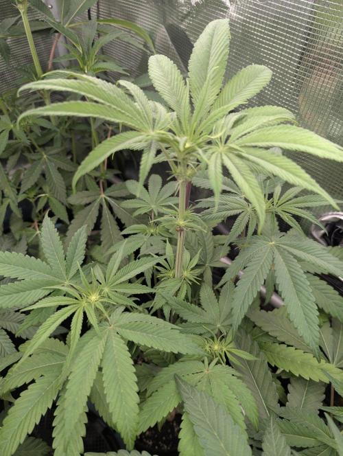 Bubblegum Gelato - Barney's Farm. Week 5