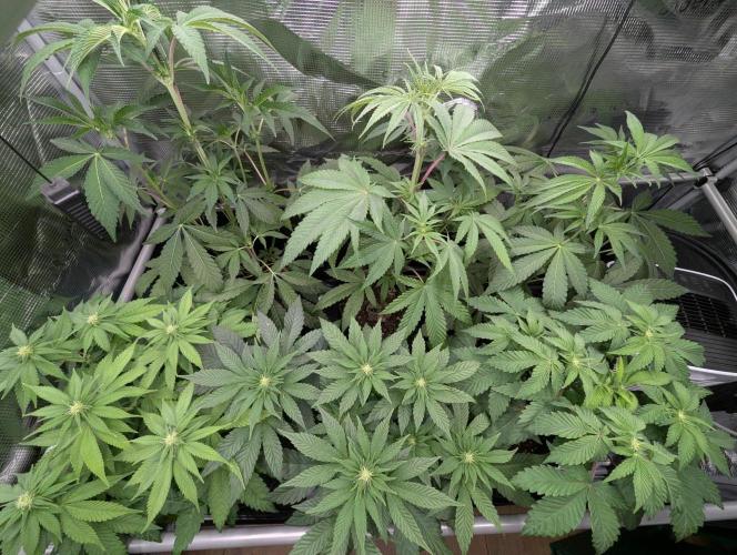 Bubblegum Gelato - Barney's Farm. Week 5