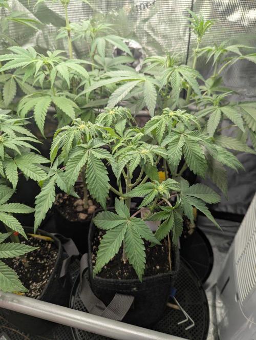 Sugar Rock - Silent Seeds. Week 5