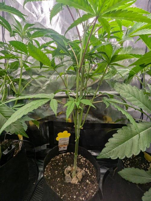 Bubblegum Gelato - Barney's Farm. Week 5
