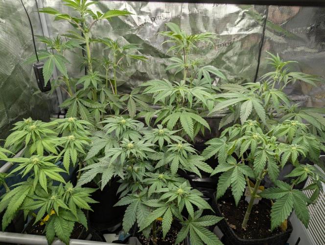 Girl Scout Cookies - Kannabia. Week 6