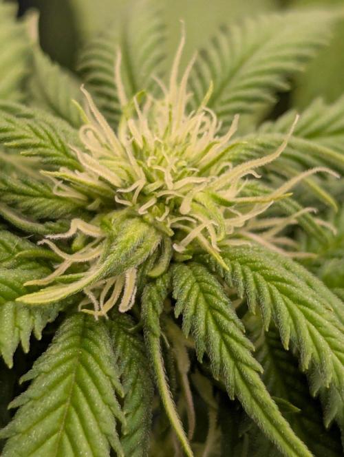 Girl Scout Cookies - Kannabia. Week 6