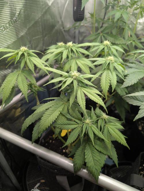 Girl Scout Cookies - Kannabia. Week 6
