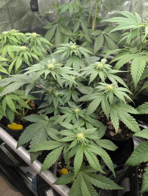 Privileged Baddie - Anesia Seeds. Week 6