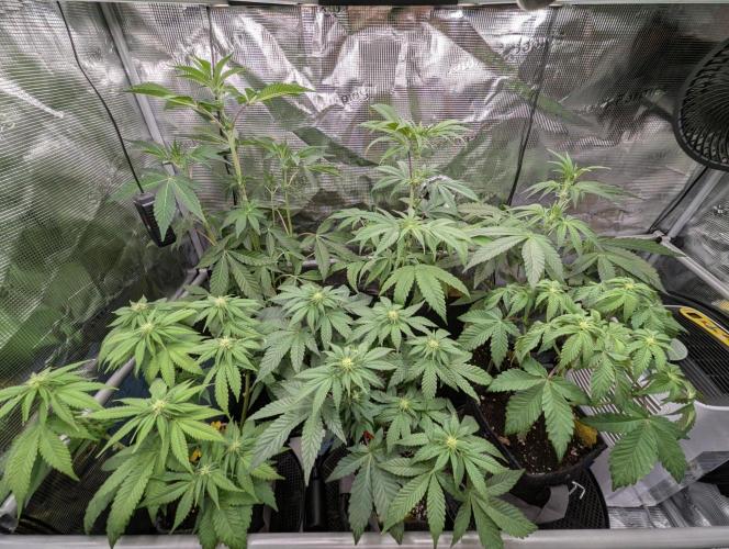 Privileged Baddie - Anesia Seeds. Week 6