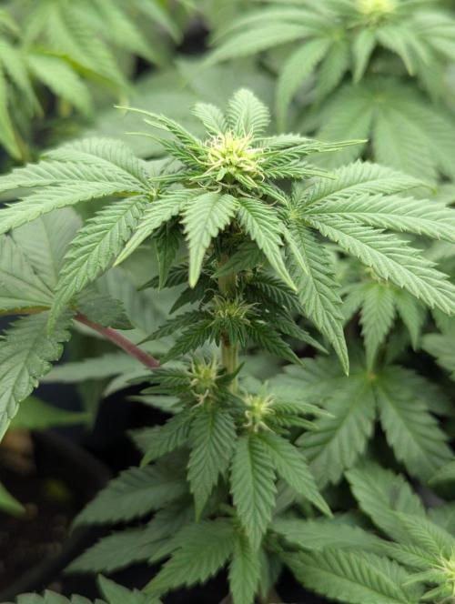 Privileged Baddie - Anesia Seeds. Week 6