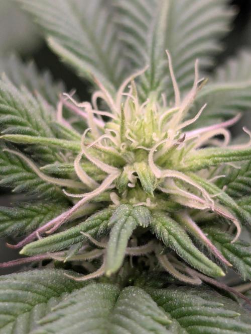 Privileged Baddie - Anesia Seeds. Week 6