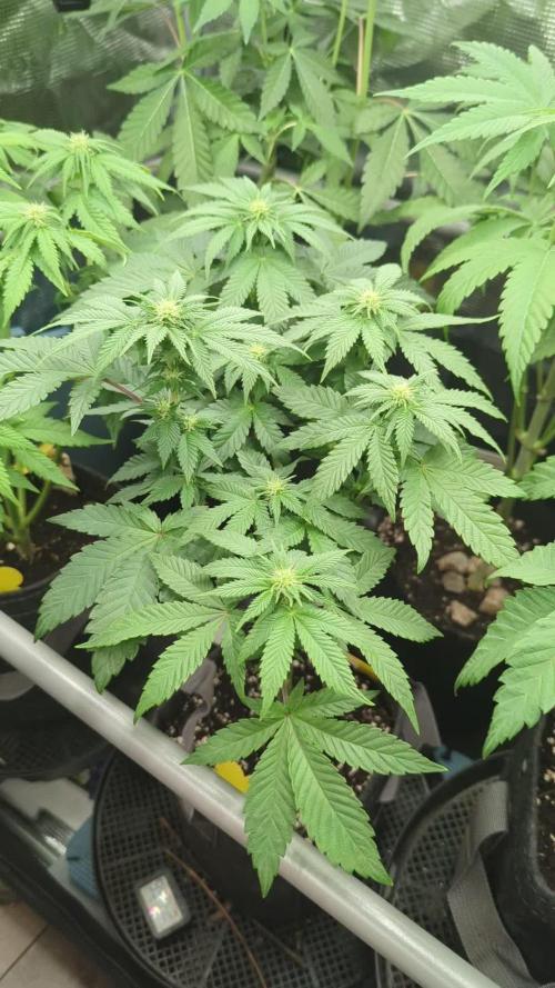 Privileged Baddie - Anesia Seeds