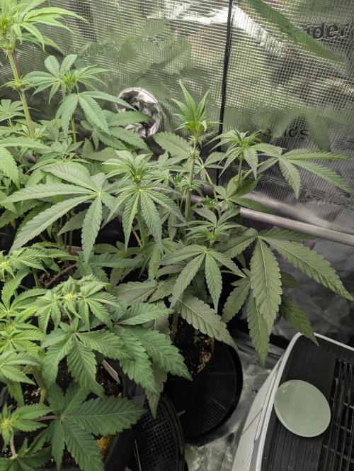 Wild Burst - Seed Junky. Week 5