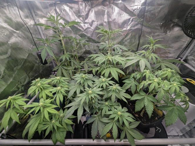 Wild Burst - Seed Junky. Week 5