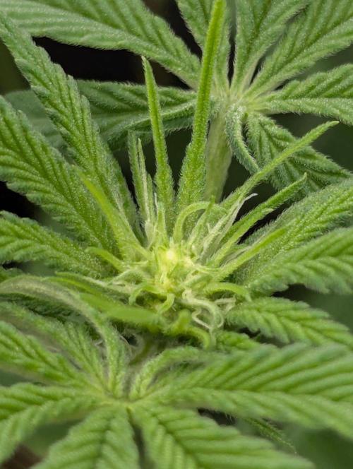 Wild Burst - Seed Junky. Week 5
