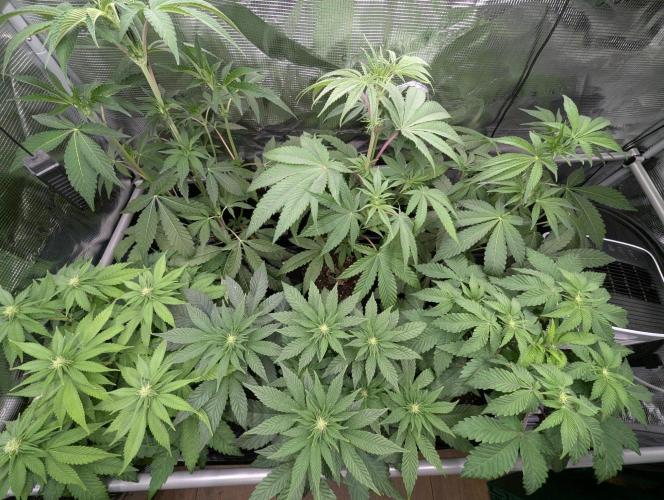 Wild Burst - Seed Junky. Week 5