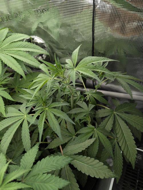 Wild Burst - Seed Junky. Week 5