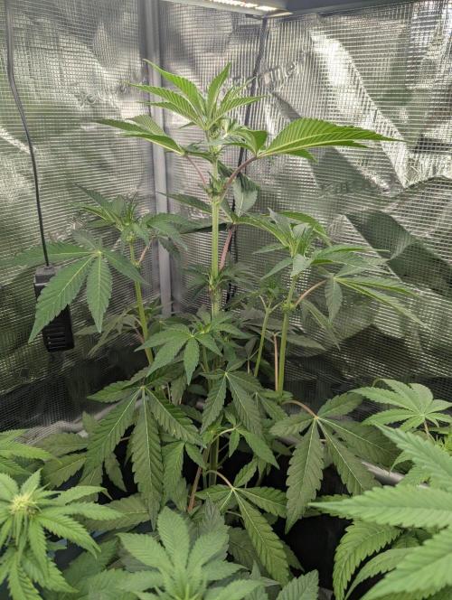 Permanent Marker - Seed Junky. Week 5