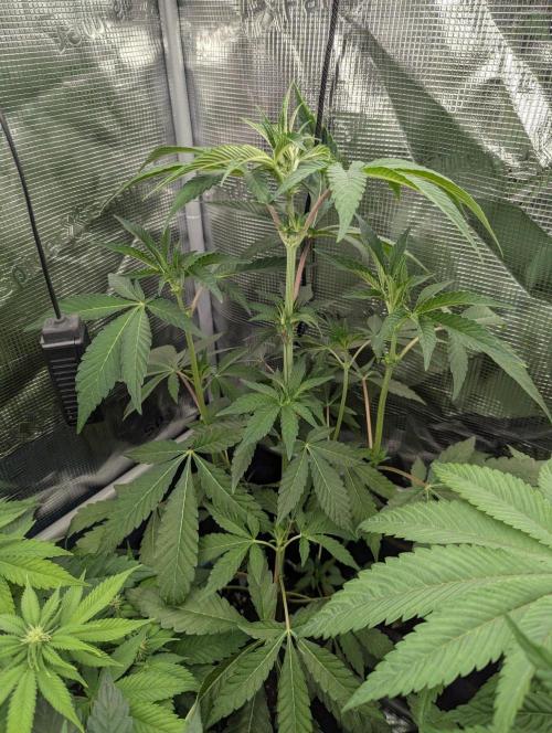 Permanent Marker - Seed Junky. Week 5