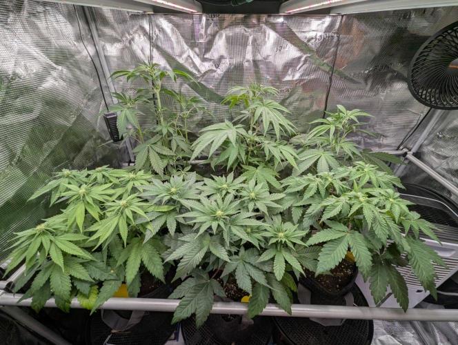 Permanent Marker - Seed Junky. Week 5