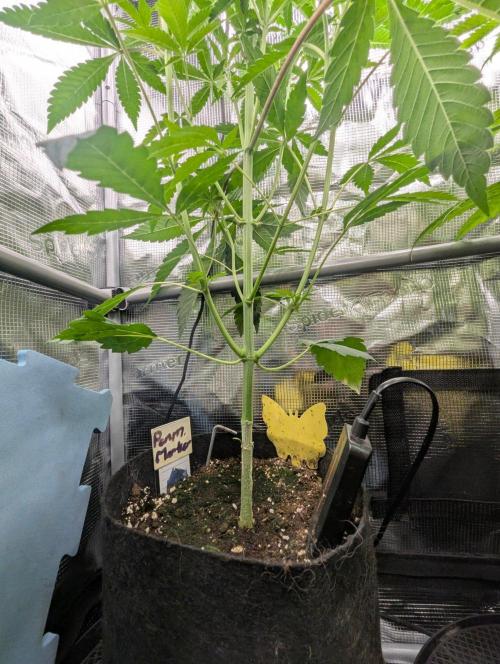 Permanent Marker - Seed Junky. Week 5