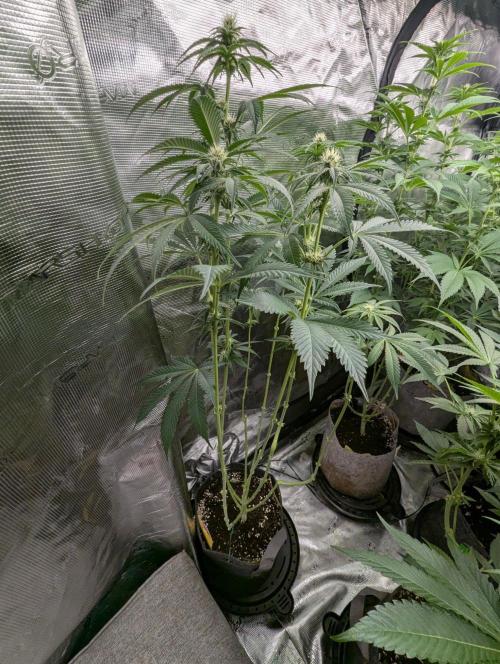 Black Beretta - Cipher Genetics. Week 8