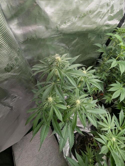 Black Beretta - Cipher Genetics. Week 8