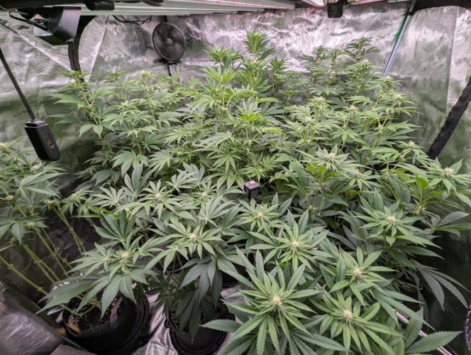 Black Beretta - Cipher Genetics. Week 8
