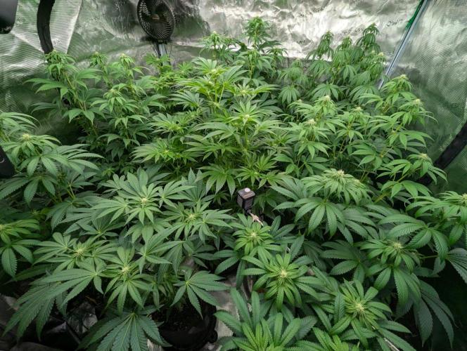 Black Beretta - Cipher Genetics. Week 8