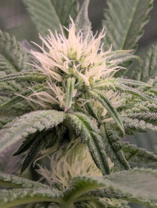 Black Beretta - Cipher Genetics. Week 8